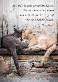 Katzenspruche Katzenspruche Spruche Katze Katzen Zitate
