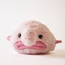 Weird fish, strange animals, strange sea life, funny blob fish. Stuffed Blobfish Firebox