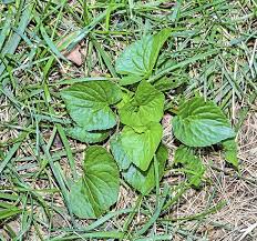 Purple flower weeds on alibaba.com when making attractive decorations that last a long time. Master Gardener Wild Violets Among Toughest Weeds To Control Even With Herbicides Home Garden Tulsaworld Com