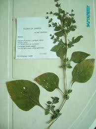 Image result for Brillantaisia pubescens