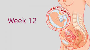 48.2 how long does it take to do these things? 12 Weeks Pregnant All You Need To Know Tommy S