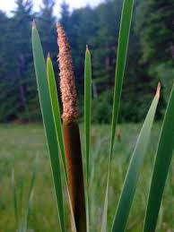 Image result for Typhaceae