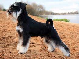 Miniature schnauzers developed from crosses between the standard schnauzer and one or more smaller breeds such as the poodle, miniature pinscher, or affenpinscher. Miniature Schnauzer Wikipedia