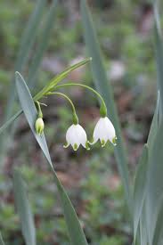 Wicker baskets with early spring flowers. 12 Spring Blooming Bulbs To Plant For Cut Flowers The Kokoro Garden