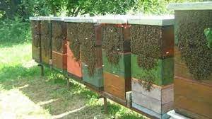 Colmenas Bee Boxes Bee Keeping Outdoor Decor