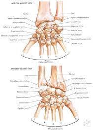 Carpal Bones Posterior And Anterior View Basic Anatomy And Physiology Human Anatomy Picture Anatomy Organs