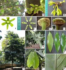 Image result for Monoon