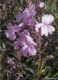 Image result for Cycnium