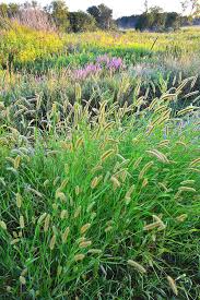 We did not find results for: Native Illinois Prairie In Glacial Park Photograph By Ray Mathis