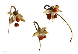 Image result for Ipomoea magnusiana