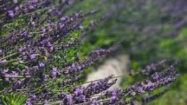 Lavender Festival