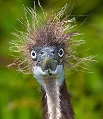 Bird With Crazy Hair Pin By Jamilaine On Birds Funny Bird Pictures Funny Birds Funny Animals