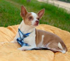 The roanoke valley spca is a community resource that provides pet adoption, retention, and education services in virginia's blue ridge. Roanoke Va Chihuahua Meet Butterscotch A Pet For Adoption