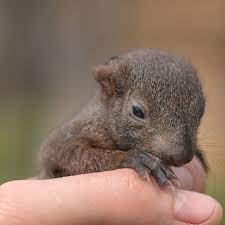 The rainbow wildlife rescue and wildlife now, back to taking care of that baby squirrel! How To Care For A Baby Squirrel Everything You Ever Wanted To Know