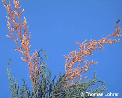 Image result for kabatina thujae