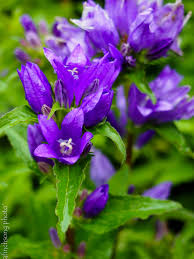Perennial Campanula Glomerata Bellefleur Blue Perennials Plants Flowers