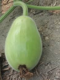 Image result for Lagenaria