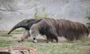 Real Monstrosities Anteater Anteater Animals And Pets Pet Birds
