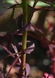 Image result for Celosia trigyna