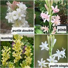 Anak pokok harum sundal malam beoordelingen. Buy Ubi Pokok Harum Sundal Malam Hsm Tuberose Selapis Double Seetracker Malaysia