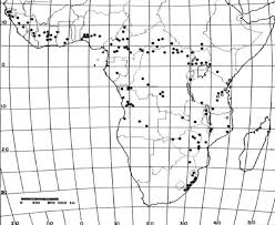 Image result for Mondia ecornuta