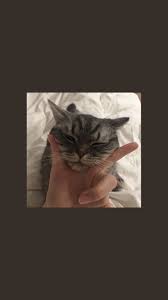 Damla Adli Kullanicinin All Wall Panosundaki Pin Disney Duvar Kagidi Hayvan Mizahi Cute Kittens