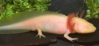 Axolotls are quirky little amphibians with big personalities that require specific care. Axolotl Care Tropical Fish Hobbyist Magazine
