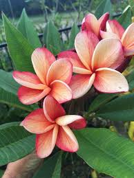 Pin On Frangipani