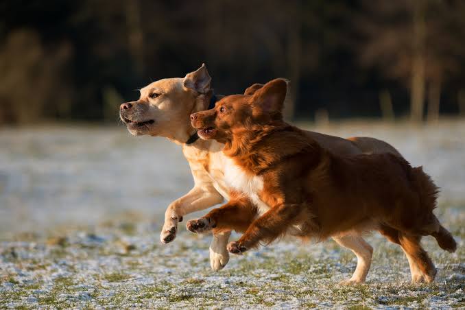 A Definitive Guide to Optimal Joint Health for Dogs - TPLO Info