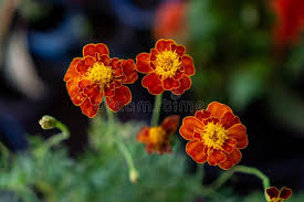 Image result for Tagetes patula