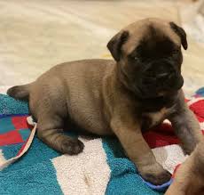 Find 4683 listings of bullmastiff puppies for sale in yugoslavia near you. Stunning Bull Mastiff Puppies For Sale Junk Mail