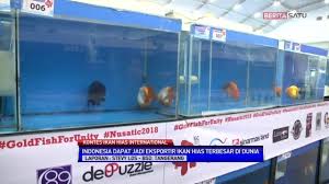 Bingung memilih ikan hias kecil apa yang cocok untuk dipelihara di rumah? Kontes Ikan Hias Internasional Beritasatu Vidio