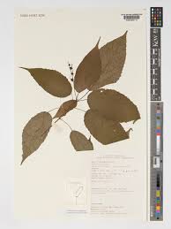 Image result for Alchornea laxiflora