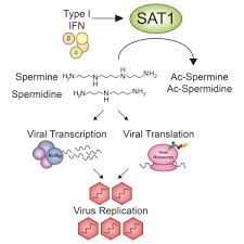 It is found in almost all tissues in association with nucleic acids. Interferon Induced Spermidine Spermine Acetyltransferase And Polyamine Depletion Restrict Zika And Chikungunya Viruses Sciencedirect