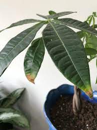 Money Tree With Brown Tips And White Spots Holes Plantclinic