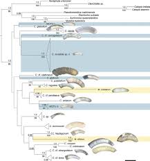 4422 little river inn ln, little river, sc 29566. Uncovering The Shell Game With Barcodes Diversity Of Meiofaunal Caecidae Snails Truncatelloidea Caenogastropoda From Central America