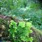 Lichen Workshop - Dingwall Library