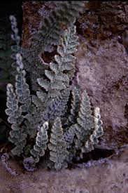 Image result for Cheilanthes angustifrondosa