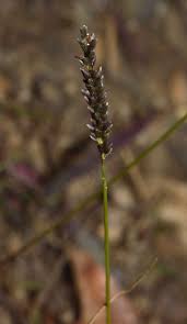 Image result for Sacciolepis indica