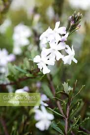 Image result for Chascanum