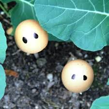 Repels cabbage moths, mosquitoes and moths. How To Control White Cabbage Butterfly In The Garden Leaf Root Fruit Gardening Services
