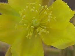 Image result for Corchorus kirkii