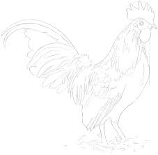 Draw two ovals for the rooster's head and body. Rooster Drawing Animals In Colored Pencil Book