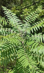 Image result for Aedesia glabra