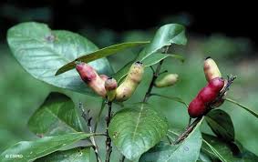 Image result for Lipocarpha monostachya