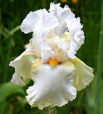 Charming Ann 4 Iris Flowers White Flowering Plants White Iris