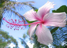 Sebelum berbincang dengan lebih lanjut tentang konsep bangsa malaysia ini, eloklah kita melihat dulu apa sebenarnya maksud bangsa malaysia yang sering diperkatakan ini. Arti Makna Dan Kegunaan Bunga Kembang Sepatu Hibiscus Bibitbunga Com