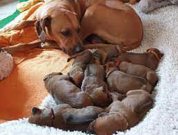 We did not find results for: Rhodesian Ridgeback Vom Sonnenhof Home