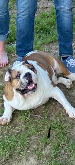 Share the best gifs now >>>. Happy Fat Dog Aww