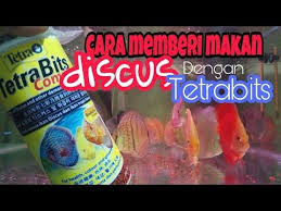 Cara Memberi Makan Discus Dengan Pelet Tetra Bits Youtube Makanan Ikan Ikan Makanan